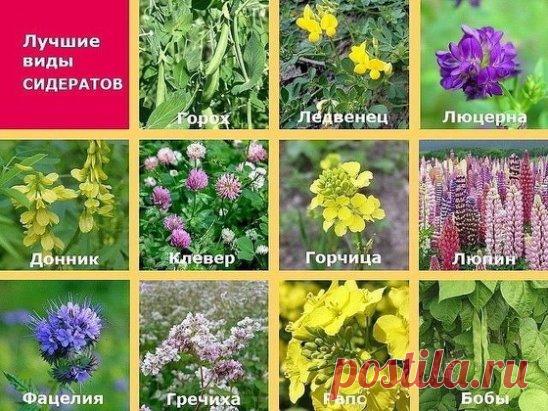 ЛУЧШИЕ ВИДЕ СИДЕРАТОВ
 ЛУЧШИЕ ВИДЫ СИДЕРАТОВ
Они довольно разнообразны, но большинство из них – бобовые и злаковые растения. 
Бобовые содержат на своих корнях колонии азотфиксирующих бактерий и хорошо обогащают почву азотом. Большинство бобовых используются сразу в нескольких целях: как сидераты, как пищевые и как кормовые растения.
Злаковые способствуют накоплению в почве гуминовых веществ и улучшают ее структуру. Сейчас в продаже можно встретить специальные смеси сидератов и монокультурны