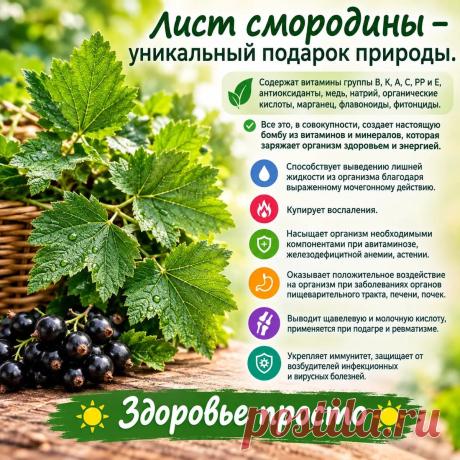 Лист смородины уникальный подарок природы