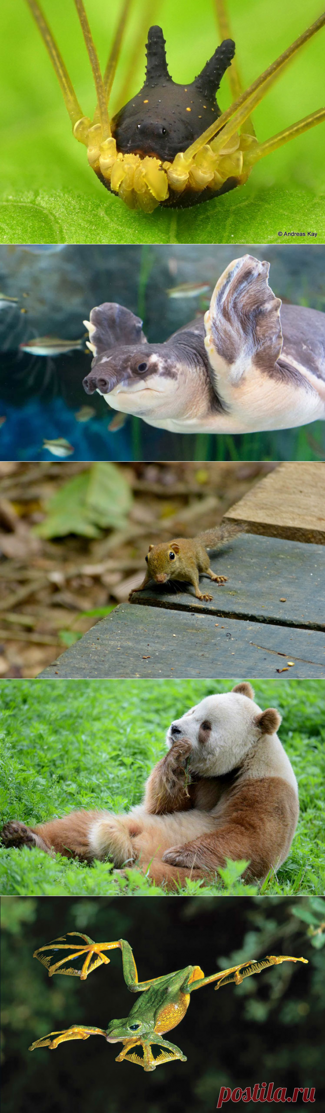 Самые необычные животные в мире (часть 52)