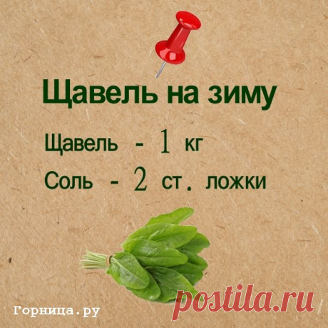 Полезный щавель на зиму. Быстро, без стерилизации — ГОРНИЦА