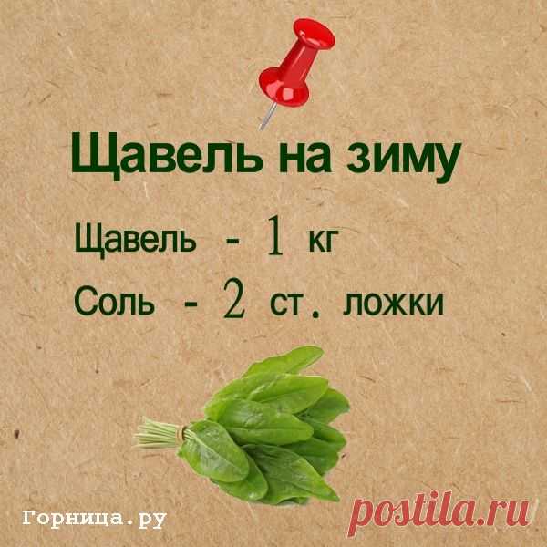 Полезный щавель на зиму. Быстро, без стерилизации — ГОРНИЦА