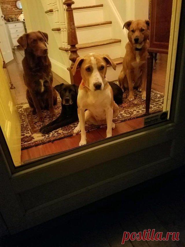 Ее оставили на привязи без воды и еды с 8 щенками на 2 недели