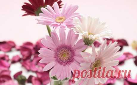 Обои белые, красные, gerbera, розовые, герберы на рабочий стол | 78288