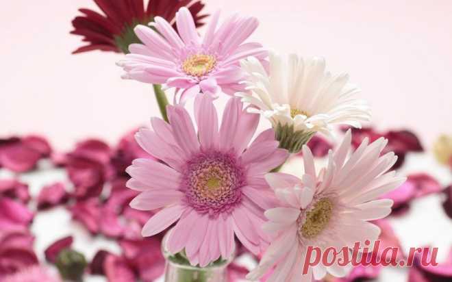 Обои белые, красные, gerbera, розовые, герберы на рабочий стол | 78288
