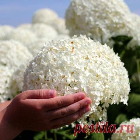 Новинки 2017 в интернет-магазине семян и саженцев Беккер