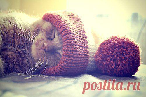 Sanctuary, pumpkin-obsession: OMG!