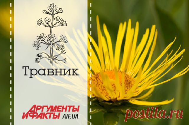 От каких болезней избавит целебный девясил | Цветочки
