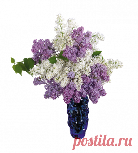 Сирень.PNG