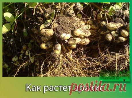 Арахис – увлекательно о выращивании земляных орешков | Все о цветоводстве | Яндекс Дзен