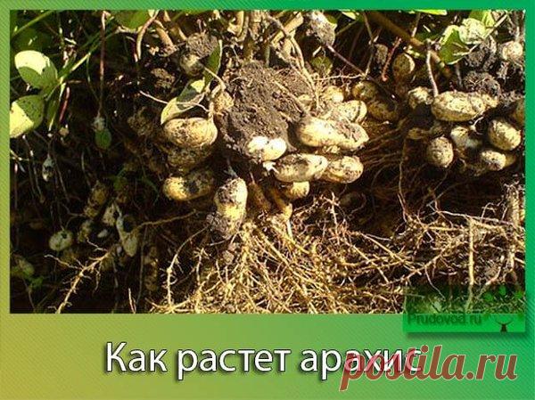 Арахис – увлекательно о выращивании земляных орешков | Все о цветоводстве | Яндекс Дзен
