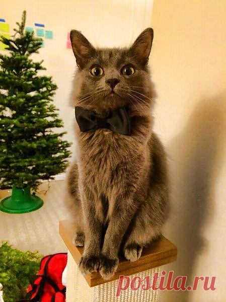 __Внимание!!!   Сейчас  вылетит ПТИЧКА!!