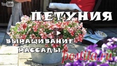 Видео петунии