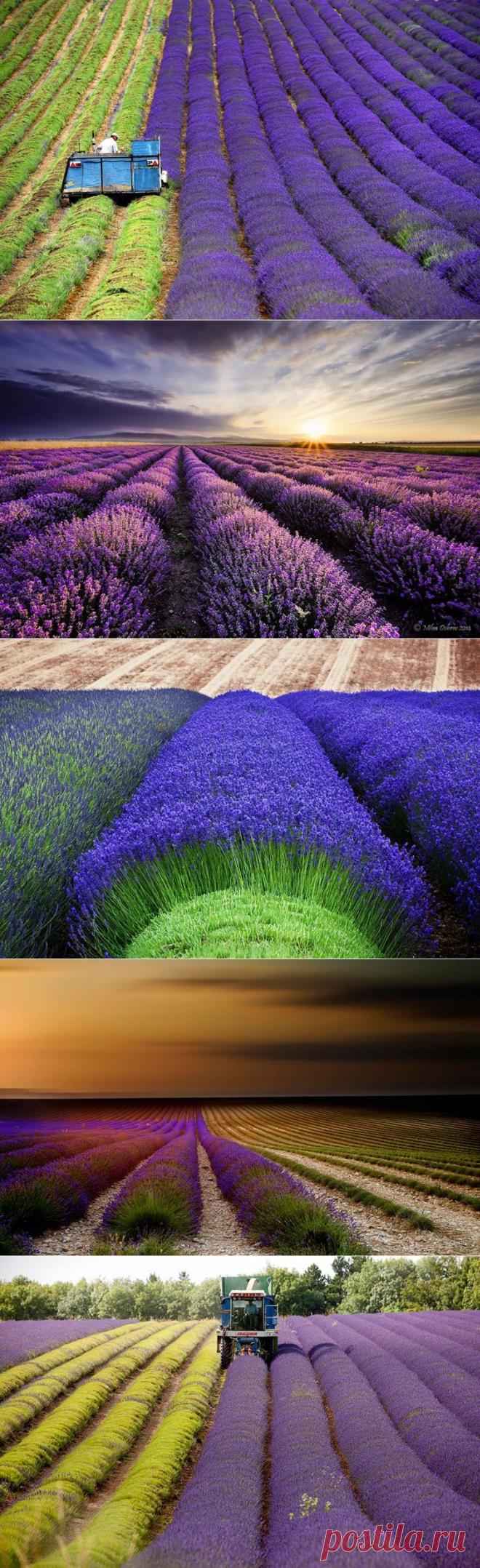 Лавандовый гипноз / Туристический спутник