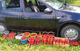 Вкусная клубника: Методы выращивания земляники

Правила успешной земляники
Осенью, в первых числах сентября, сажаю усы на временную грядку. Перед посадкой хорошо удобряю землю и высаживаю усы на расстоянии до 20 см. 3 дня поливаю, притеняю - хорошо приживается, появившиеся усы удаляю. Под зиму укрываю лапником. Это "маневренный фонд".