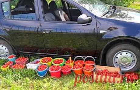 Вкусная клубника: Методы выращивания земляники

Правила успешной земляники
Осенью, в первых числах сентября, сажаю усы на временную грядку. Перед посадкой хорошо удобряю землю и высаживаю усы на расстоянии до 20 см. 3 дня поливаю, притеняю - хорошо приживается, появившиеся усы удаляю. Под зиму укрываю лапником. Это &quot;маневренный фонд&quot;.