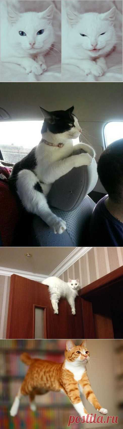 Хитрые причуды!