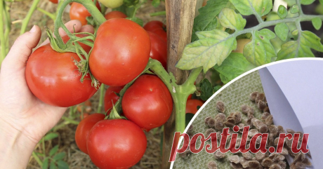 Томаты в прошлом году болели: как обезопасить их семена в этом сезоне Узнайте, чем можно обработать семена, чтобы вырастить крепкие и здоровые томаты.