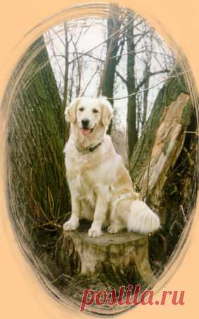 Психология собаки:собака в человечьей стае