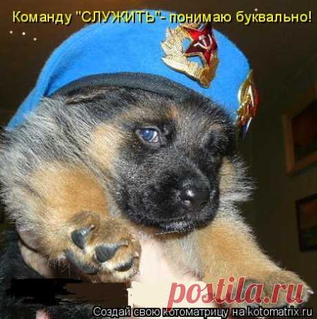 Дальневосточные пограничники объявили весенний призыв для собак. Обсуждения - Блог. Run - Группы Мой Мир