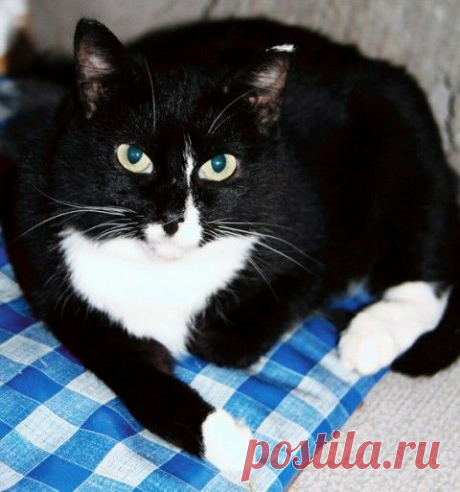 Приют ,,Второй шанс&quot;!!! Простая геометрия для любящей семьи!!!