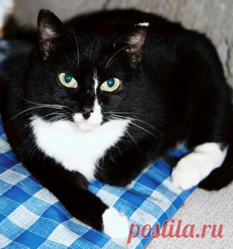 Приют ,,Второй шанс"!!! Простая геометрия для любящей семьи!!!