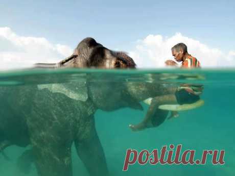 mixed-species-man-and-elephant.jpg (550×412)