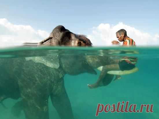 mixed-species-man-and-elephant.jpg (550×412)