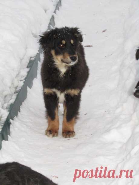 ИВАНОВО И ОБЛАСТЬ! Очень нужен дом щенку мальчику,спасенному от отстрела.Ваш класс и репост - это шанс для него оказаться дома и в заботливых руках любящих хозяев! Помогите изменить его судьбу и подарить радость домашней и счастливой жизни!!! 
Сейчас он еще щенок, ему 4-5 месяце, немного еще застенчив. А что он видел хорошего в своей еще совсем небольшой щенячьей жизни? Не зря же его спасли! Ведь в добрых и заботливых руках все поправимо!!! И из этого безумно красивого мал...