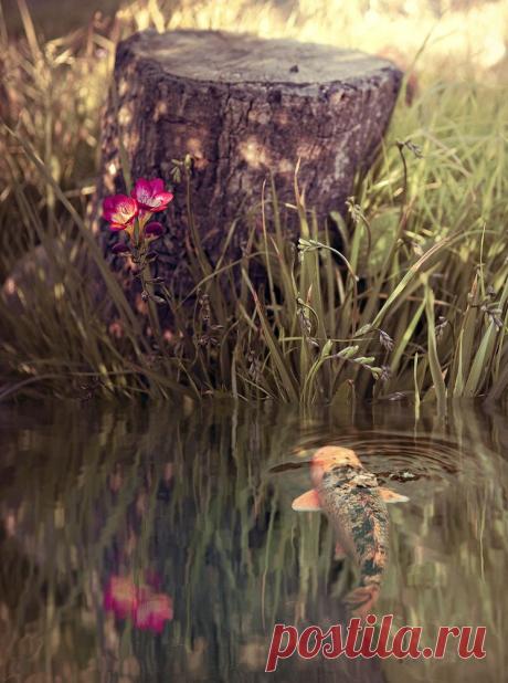 Фото Летом на речке, старый пень, лиловый цветок и рыба в воде, фотограф - Rachel Bellinsky