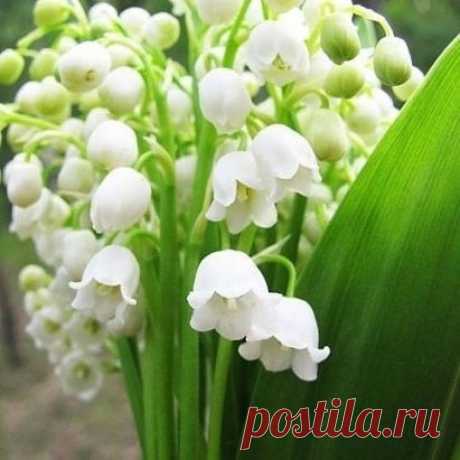 (21) Одноклассники