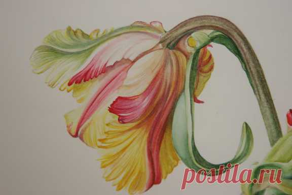 Botanical Illustration: July 2007