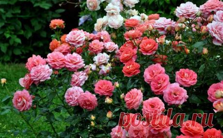 Окулировка роз: пошаговая инструкция окулировки, фото