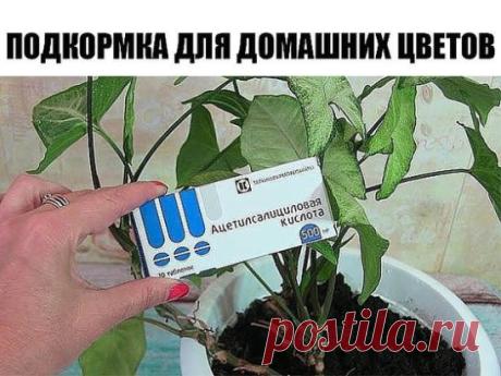 ИНТЕРЕСНАЯ ПОДКОРМКА ДЛЯ ДОМАШНИХ ЦВЕТОВ  
Глюкозу и витамин В1 используют для удобрения особо ценных комнатных и кадочных растений. На 5 литров воды нужно 5 мл глюкозы и 2 мл витамина В1. 
Пять-шесть поливов с интервалом в 2 недели, и ваши растения отблагодарят мощным ростом и обильным цветением.