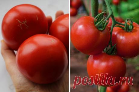 Сорта томатов для теплицы из поликарбоната – лучшие варианты | Томаты (Огород.ru)