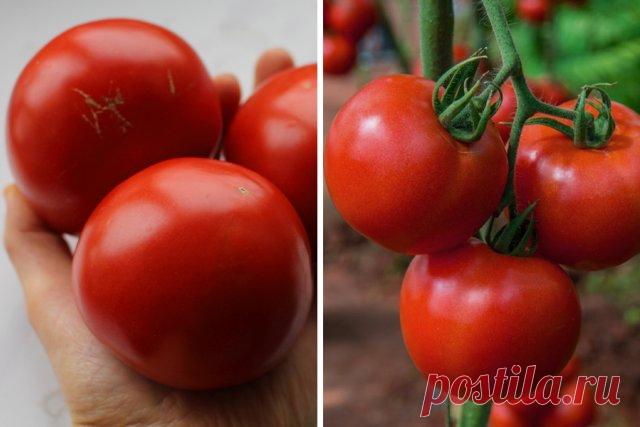 Сорта томатов для теплицы из поликарбоната – лучшие варианты | Томаты (Огород.ru)