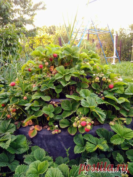 Клубника - высокие грядки и агроволокно: Группа Наши грядки