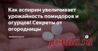 Как аспирин увеличивает урожайность помидоров и огурцов! Секреты от огородницы Дорогие дачники хочу рассказать про аспирин (ацетилсалициловая  кислота), который сможет не только побороть температуру у людей, но и  оказать плодотворное действие на урожай огурцов и помидор, а также  защитить и поддержать растения в неблагоприятные погодные дни  (дождливые и засушливые).  Не многие знают, что все растения в  порывах стресса (резкое ухудшение погоды, поражениях вредителями и  бо