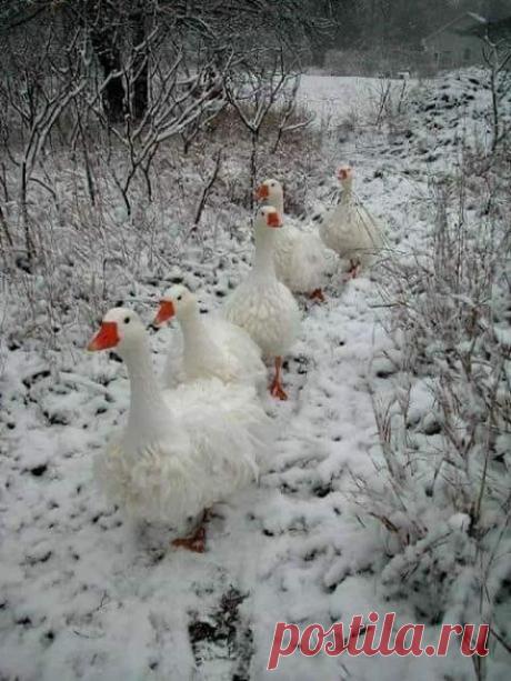 По первому снегу...
Все бело, только красные клювики видны...