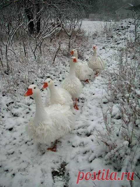 По первому снегу...
Все бело, только красные клювики видны...