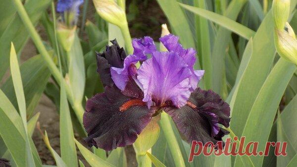 4 правила пышного цветения ирисов | Усадьба в Сибирской долине | Яндекс Дзен