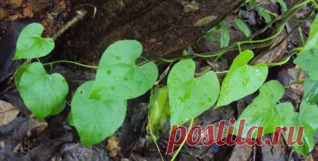Трава от старости
Tinospora cordifolia - порошок из этой травы обладает нейротерапевтическим потенциалом, и наблюдали его благотворное влияние на улучшение возрастных изменений, а также изменений нервно-мышечной координации, связанных с кормлением диетой с высоким содержанием жиров.

Предполагают, что Тиноспора в качестве пищевой добавки может быть эффективным средством борьбы с нежелательным двигательным и другим неврологическим и метаболическим дефицитом старения.
#травы #траваотстарости