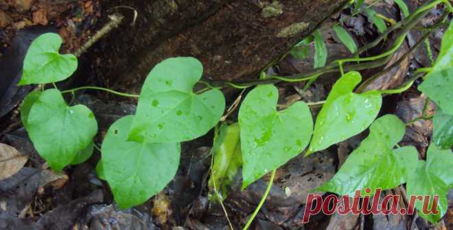Трава от старости
Tinospora cordifolia - порошок из этой травы обладает нейротерапевтическим потенциалом, и наблюдали его благотворное влияние на улучшение возрастных изменений, а также изменений нервно-мышечной координации, связанных с кормлением диетой с высоким содержанием жиров.

Предполагают, что Тиноспора в качестве пищевой добавки может быть эффективным средством борьбы с нежелательным двигательным и другим неврологическим и метаболическим дефицитом старения.
#травы #траваотстарости