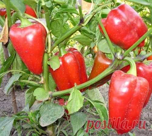 Перцы для вашего региона