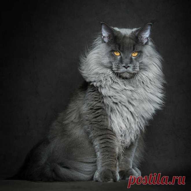 Американская енотовая кошка Maine Coon