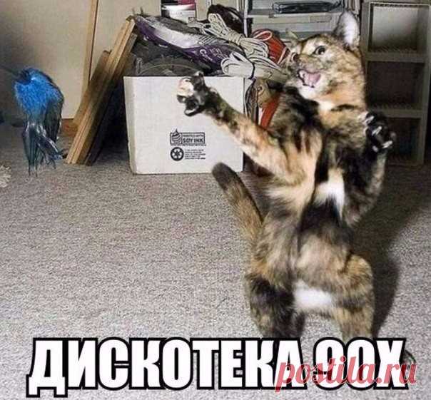 (3) Одноклассники