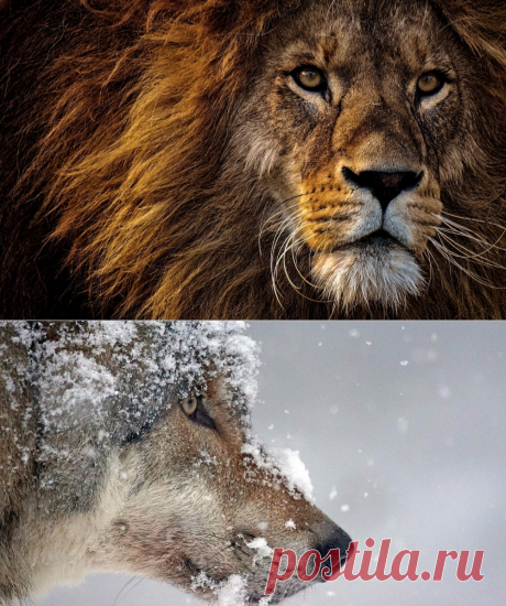 Дикие животные. Wild animals

Дикие животные — объекты животного мира, к которым относят животных, естественной средой обитания которых является дикая природа, а также находящиеся в состоянии естественной свободы, содержащиеся в полусвободных условиях или в неволе.