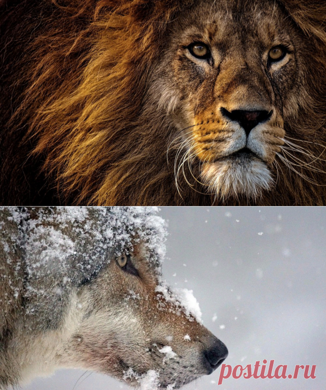 Дикие животные. Wild animals

Дикие животные — объекты животного мира, к которым относят животных, естественной средой обитания которых является дикая природа, а также находящиеся в состоянии естественной свободы, содержащиеся в полусвободных условиях или в неволе.