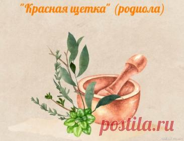 Народная медицина. Полезная трава "Красная щетка"