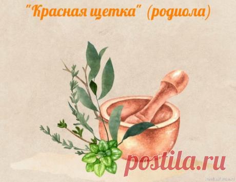 Народная медицина. Полезная трава "Красная щетка"