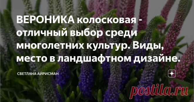 ВЕРОНИКА колосковая - отличный выбор среди многолетних культур. Виды, место в ландшафтном дизайне. Статья автора «Светлана Айрисман» в Дзене ✍: Выбор неприхотливых и многолетних растений, для садоводов имеющих мало времени по уходу за садом, является ключом к созданию малоуходного и эффектного сада.